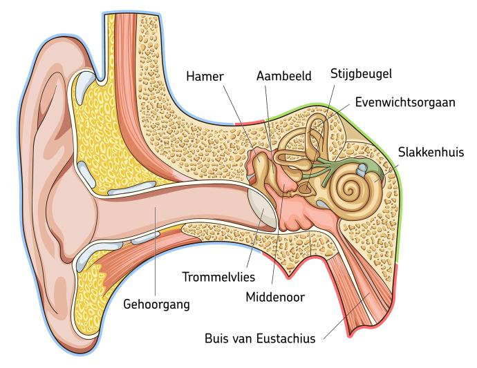 Sluiten van het gaatje in het trommelvlies (myringoplastiek) Jeroen Bosch Ziekenhuis Sluiten van het gaatje in het trommelvlies (myringoplastiek) Jeroen Bosch Ziekenhuis